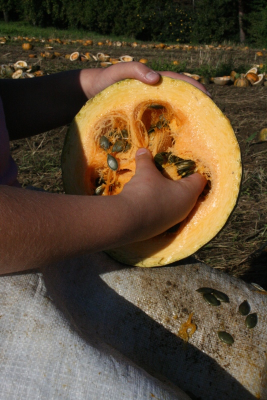 Pumpkinseed harvest
