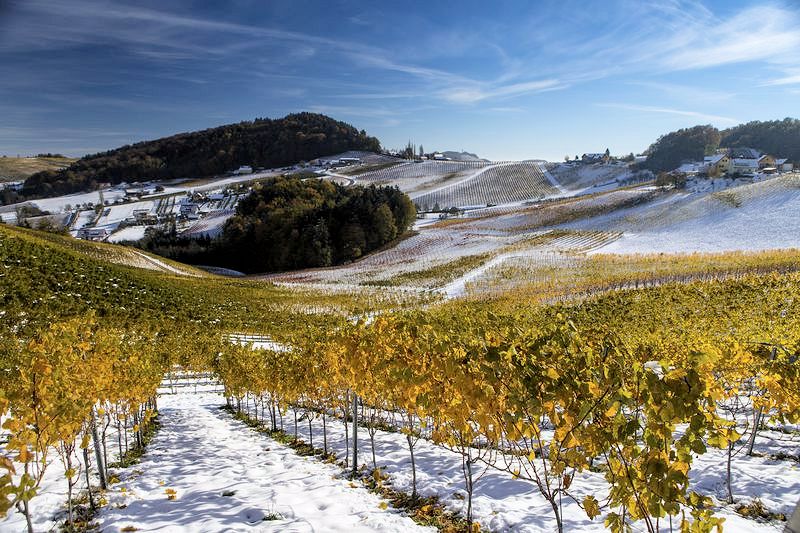 Vineyard in the snow - South West Steiermar